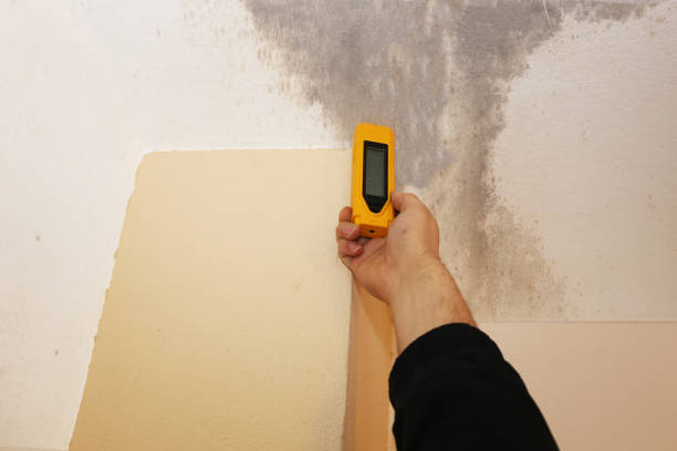 Best Emergency Mold Remediation  in Hoyt Lakes, MN
