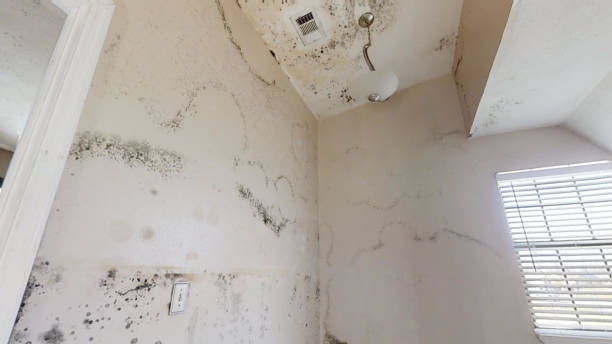 Best Forensic Mold Investigation  in Hoyt Lakes, MN
