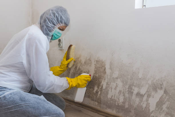 Best Mold Odor Removal Services  in Hoyt Lakes, MN