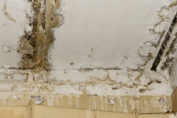 Trusted Hoyt Lakes, MN Mold Removal Experts