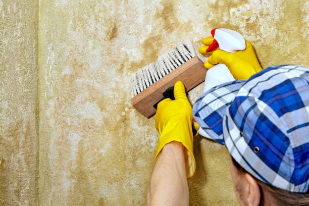 Best Dehumidification Services  in Hoyt Lakes, MN