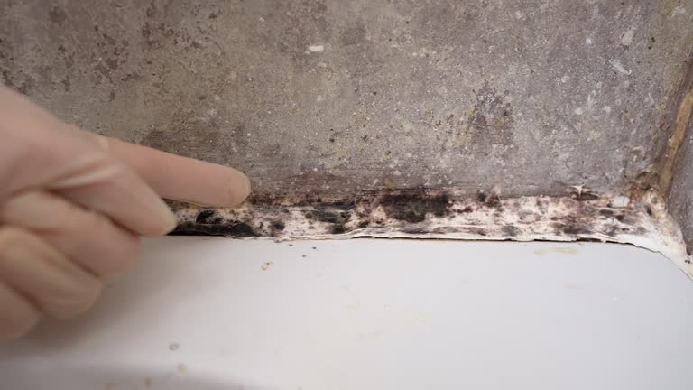 Best Crawl Space Mold Remediation  in Hoyt Lakes, MN