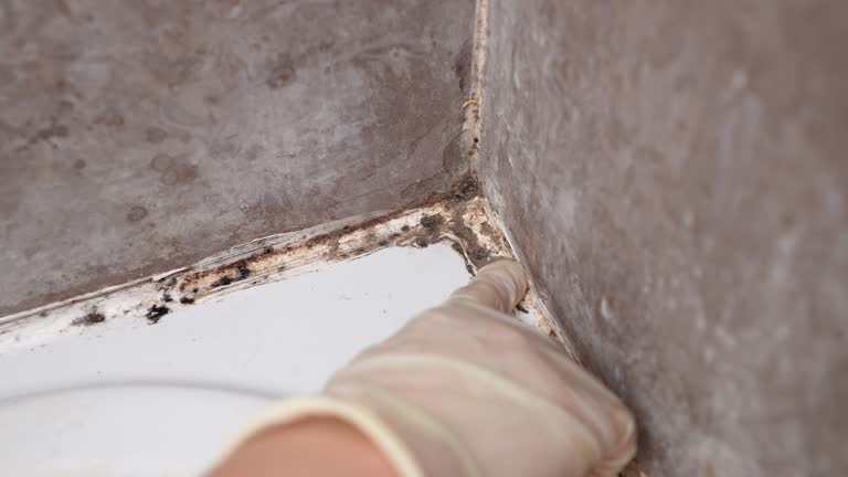 Best Real Estate Mold Inspection  in Hoyt Lakes, MN